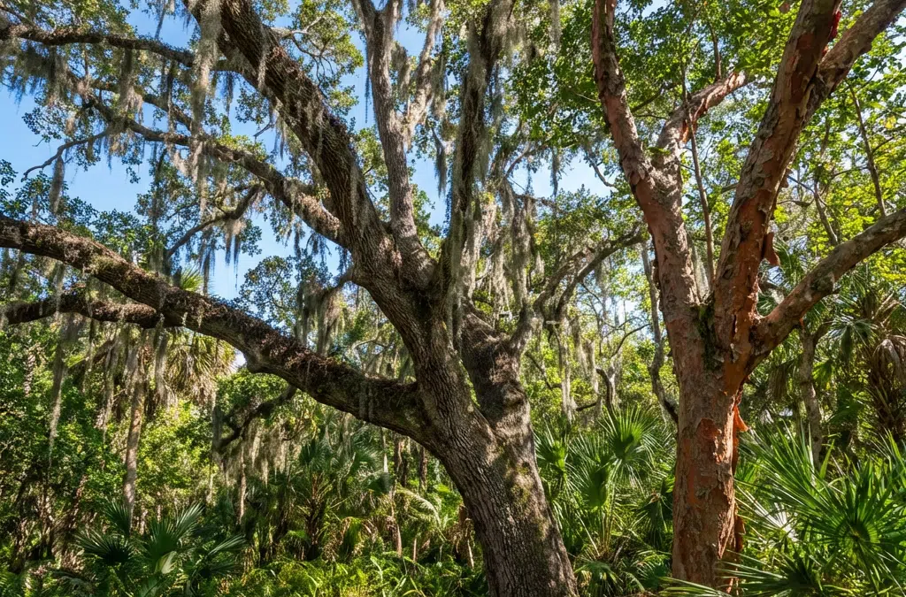 Understanding Miami’s Protected Tree Species & Removal Laws