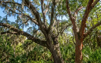 Understanding Miami’s Protected Tree Species & Removal Laws