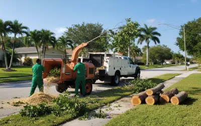 What Happens to Your Tree After Removal? Miami’s Guide to Tree Disposal